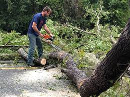 Best Lot and Land Clearing  in Southeast Arcadia, FL