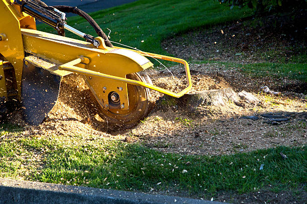 Professional Tree Removal in Southeast Arcadia, FL