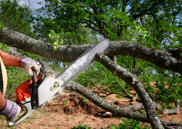 Best Pest Control for Lawns  in Southeast Arcadia, FL